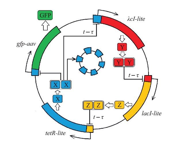 Схематическое изображение генной сети репрессилятора с запаздыванием