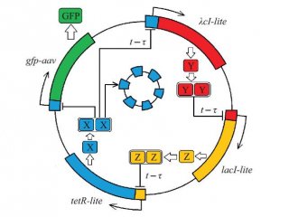 Схематическое изображение генной сети репрессилятора с запаздыванием