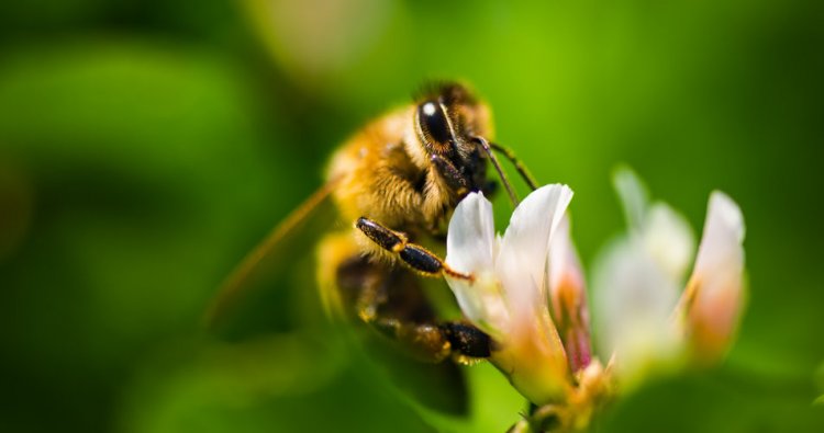 Экологическая ДНК в меде – маркер здоровья медоносных пчел