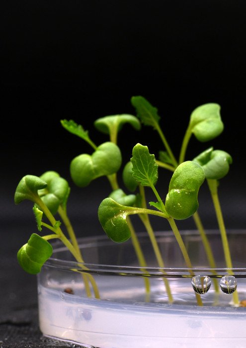 Искусственный фотосинтез позволяет выращивать пищевые организмы без солнечного света