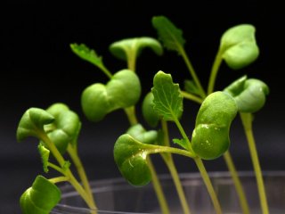 Искусственный фотосинтез позволяет выращивать пищевые организмы без солнечного света