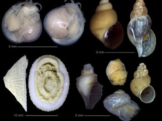 Брюхоногие моллюски, найденные в разных восстановительных сообществах Берингова моря