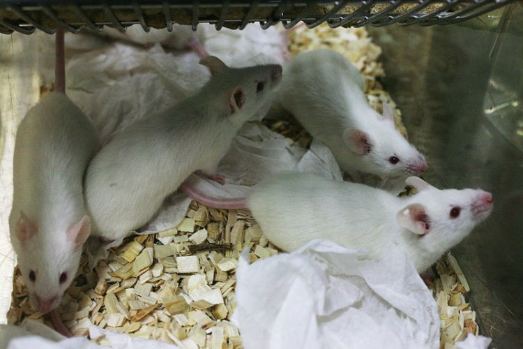 Почему мелкие животные чаще болеют раком
