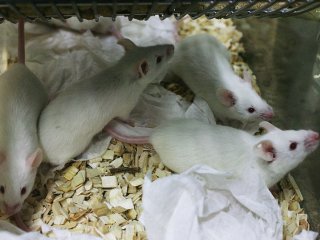 Почему мелкие животные чаще болеют раком
