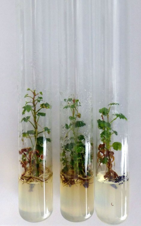 Растения княженики в культуре in vitro
