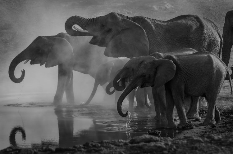 Слоны. Источник: Richard Jacobs / Фотобанк Unsplash