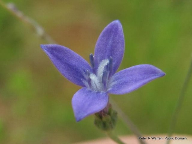 Исследователи взяли фермент из цветка Oldenlandia affinis, который использует циклические пептиды в качестве защиты от хищников.