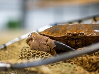 Что «самочувствие» водных обитателей рассказало о воде. Фото: Paul Einerhand on Unsplash