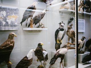 В Зоологическом музее МГУ. Фото: Ольга Мерзлякова / «Научная Россия»