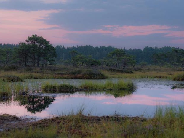 Древние болота в Северном полушарии хранят свидетельства значительных изменений климата Земли после последнего ледникового периода. Фото: University of Southampton / Zoë Thomas