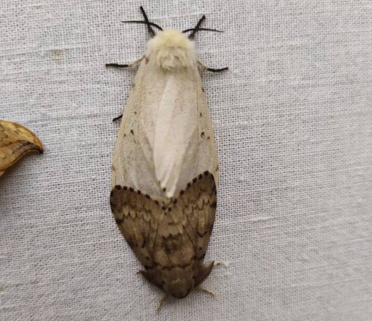 Непарный шелкопряд. Фото: Анна Николаева, старший научный сотрудник Окского заповедника.