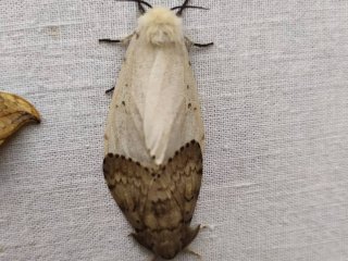 Непарный шелкопряд. Фото: Анна Николаева, старший научный сотрудник Окского заповедника.