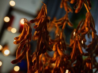 Соя. Сорт «Водолей». Фото: Елена Либрик / «Научная Россия» / архив