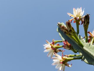 Кактусы создают новые виды с удивительной скоростью. Фото: Freepik.com