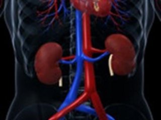 VISTA подавляет воспалительные процессы и защищает от острых травм и фиброза. Фото: "kidneys and heart" by winnifredxoxo from Openverse Image source link: https://openverse.org/image/b6117c1b-5e53-40af-b410-b238892456a2?q=kidney&p=1]