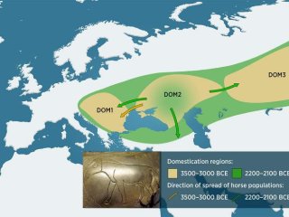 Археологические, остеозоологические и генетические данные свидетельствуют о том, что три отдельные популяции лошадей — DOM1, DOM2 и DOM3 — когда-то обитали на территории от Западной Сибири до Центральной Европы. Фото: Jani Närhi / University of Helsinki