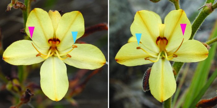 Расположение частей цветка южноафриканской лилии-бабочки Wachendorfia thyrsiflora. Розовые стрелки указывают на пестики, а синие — на тычинки. Фото: Genetics working group, University of Potsdam
