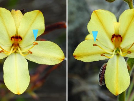 Расположение частей цветка южноафриканской лилии-бабочки Wachendorfia thyrsiflora. Розовые стрелки указывают на пестики, а синие — на тычинки. Фото: Genetics working group, University of Potsdam