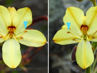 Расположение частей цветка южноафриканской лилии-бабочки Wachendorfia thyrsiflora. Розовые стрелки указывают на пестики, а синие — на тычинки. Фото: Genetics working group, University of Potsdam