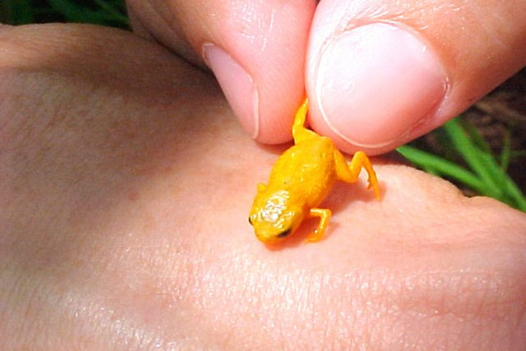 Cемь видов ядовитых, оранжевых и крошечных жаб нашли в Бразилии