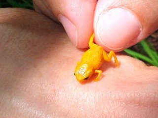 Cемь видов ядовитых, оранжевых и крошечных жаб нашли в Бразилии