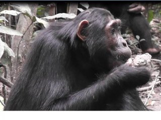Угандийские шимпанзе объедаются глиной (видео)