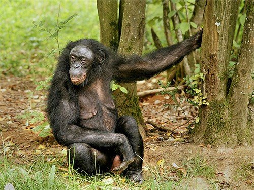 Сигналы бонобо дают ключ к пониманию эволюции человеческой речи