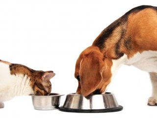 Почему коты в еде привередливее собак