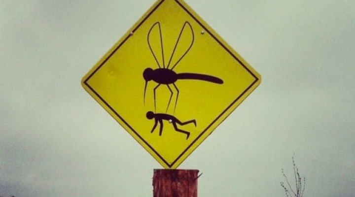Генно-модифицированные комары: спасение от малярии или опасность