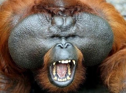 «Речь» орангутана помогает прояснить возникновение речи у человека