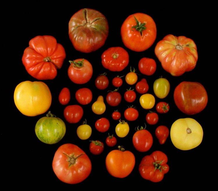 Как вернуть томатам их первозданный аромат