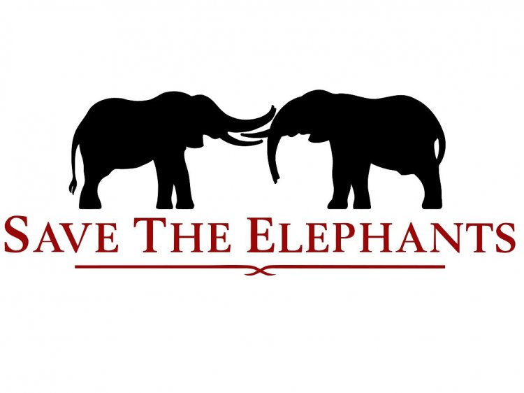 Как спасти слонов от человека