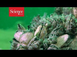 Полимер помешает моллюскам прикрепляться к подводным поверхностям