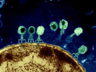 Как бактериофаги укрепляют наше здоровье