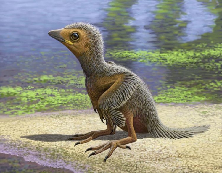 Изучены редчайшие ископаемые останки детеныша древней птицы