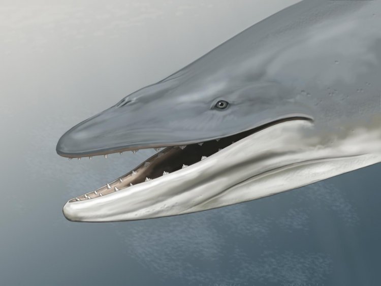 Древние усатые киты кусали добычу