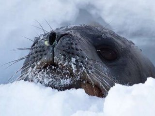 Тюлени Антарктиды помогают прогнозировать таяние льдов