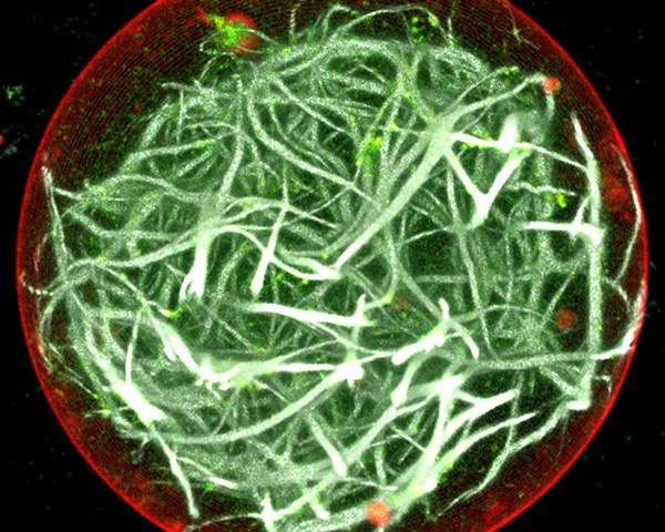 Ученые создали «фотосинтетический двигатель» для искусственных клеток