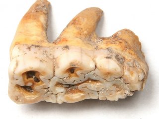 Зубы свиньи/кабана, найденные в навесе Мешоко. Фото предоставлено Сергеем Осташинским