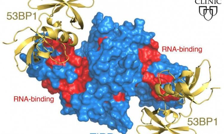 Ученые выяснили, как репарационный белок запускается для восстановления поврежденной ДНК