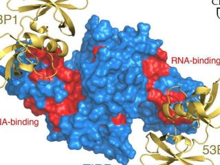 Ученые выяснили, как репарационный белок запускается для восстановления поврежденной ДНК