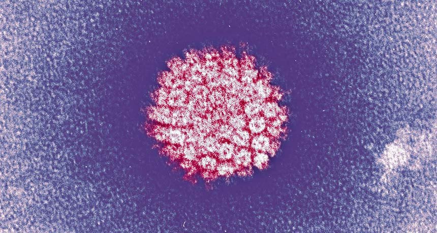 A papilloma vírus rák