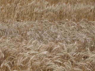 На опытных полях "Немчиновки" получили рекордно высокий урожай озимой пшеницы