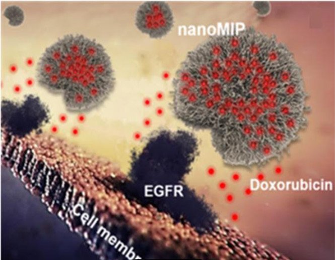 Synthetic polymer nanoparticles, or nanoMIPs, bind to cell surface via the epidermal growth factor receptor (EGFR). Credit: F. Canfarotto et al./Nano Letters