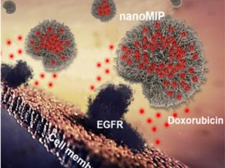 Synthetic polymer nanoparticles, or nanoMIPs, bind to cell surface via the epidermal growth factor receptor (EGFR). Credit: F. Canfarotto et al./Nano Letters