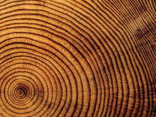 Биологи СФУ доказали, что годичные кольца деревьев содержат сведения о климатических условиях, в которых они росли