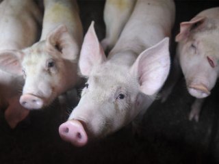 Ветеринары: смертельная болезнь свиней, бушующая в Китае, распространится и в других азиатских странах