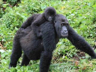 Восточная равнинная горилла утратила свое генетическое разнообразие всего за несколько поколений