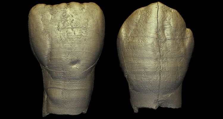 Зубы древнего ребенка из Восточной Азии похожи на зубы современного человека