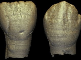 Зубы древнего ребенка из Восточной Азии похожи на зубы современного человека